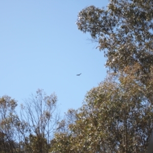 Aquila audax at Rendezvous Creek, ACT - 10 Sep 2023 10:33 AM