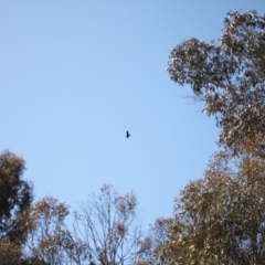 Aquila audax at Rendezvous Creek, ACT - 10 Sep 2023 10:33 AM