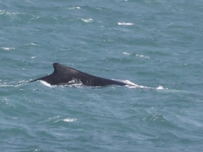 Megaptera novaeangliae (Humpback Whale) at Whitsundays, QLD - 8 Aug 2023 by AlisonMilton