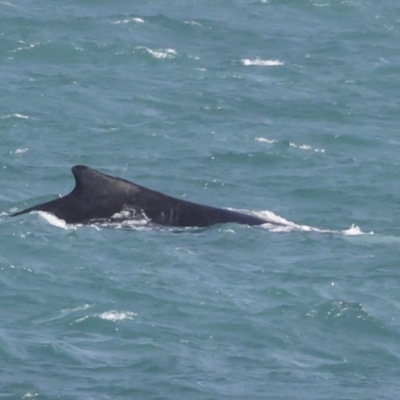 Megaptera novaeangliae (Humpback Whale) at Whitsundays, QLD - 8 Aug 2023 by AlisonMilton