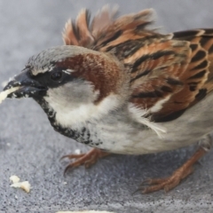 Passer domesticus (House Sparrow) at Whitsundays, QLD - 8 Aug 2023 by AlisonMilton