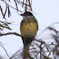 Sphecotheres vieilloti (Australasian Figbird) at Townsville City, QLD - 9 Aug 2023 by AlisonMilton