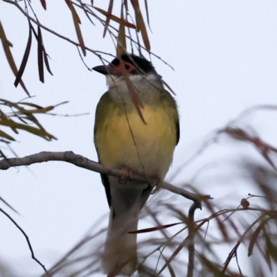 Sphecotheres vieilloti (Australasian Figbird) at Townsville City, QLD - 10 Aug 2023 by AlisonMilton