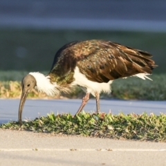 Threskiornis spinicollis (Straw-necked Ibis) at Townsville City, QLD - 9 Aug 2023 by AlisonMilton