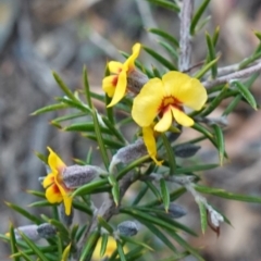 Dillwynia sieberi (Sieber's Parrot Pea) at Long Point Lookout (Morton National Park) - 22 Jun 2023 by RobG1