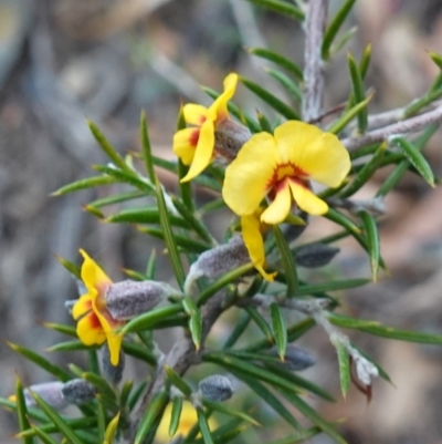 Dillwynia sieberi (Sieber's Parrot Pea) at Long Point Lookout (Morton National Park) - 22 Jun 2023 by RobG1