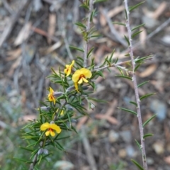 Dillwynia sieberi at Tallong, NSW - 22 Jun 2023