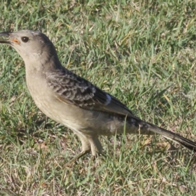 Chlamydera nuchalis (Great Bowerbird) at Townsville City, QLD - 10 Aug 2023 by AlisonMilton