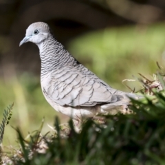 Geopelia placida (Peaceful Dove) at Ingham, QLD - 9 Aug 2023 by AlisonMilton