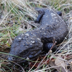 Tiliqua rugosa (Shingleback Lizard) at Bango, NSW - 24 Jun 2023 by RobG1