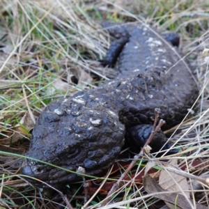 Tiliqua rugosa at Bango, NSW - 25 Jun 2023