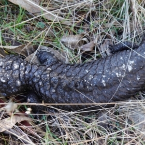 Tiliqua rugosa at Bango, NSW - 25 Jun 2023