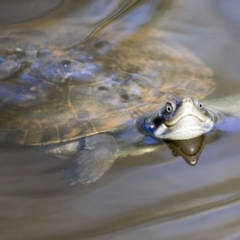 Unidentified Turtle at Ingham, QLD - 10 Aug 2023 by AlisonMilton