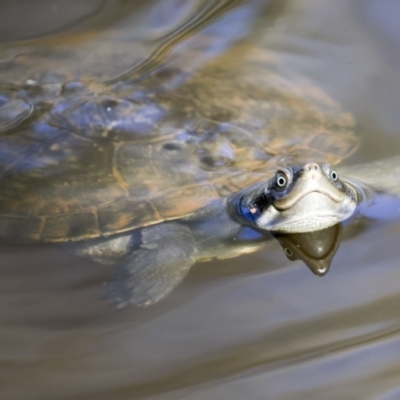 Unverified Turtle at Ingham, QLD - 10 Aug 2023 by AlisonMilton
