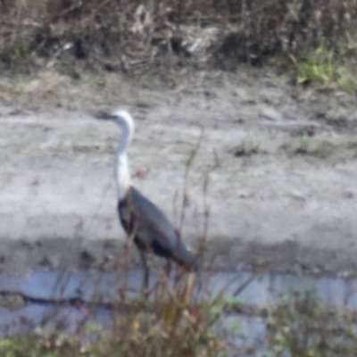 Ardea pacifica (White-necked Heron) at Daveson, QLD - 10 Aug 2023 by AlisonMilton