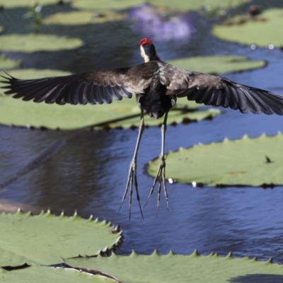 Irediparra gallinacea (Comb-crested Jacana) at Ingham, QLD - 10 Aug 2023 by AlisonMilton