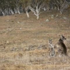 Macropus giganteus (Eastern Grey Kangaroo) at Rendezvous Creek, ACT - 30 Jul 2017 by JimL