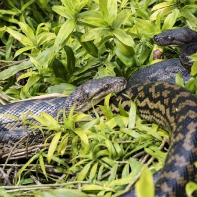 Simalia kinghorni (Australian scrub python, Scrub python, Amethystine python) at Lake Barrine, QLD - 11 Aug 2023 by AlisonMilton