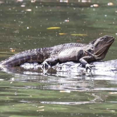 Unidentified Dragon at Lake Barrine, QLD - 11 Aug 2023 by AlisonMilton