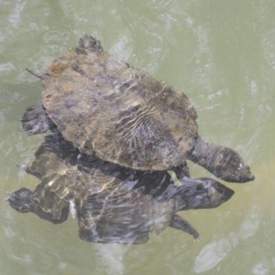 Elseya latisternum at Lake Barrine, QLD - 11 Aug 2023 by AlisonMilton