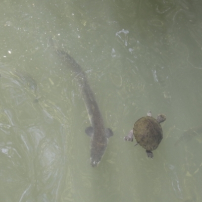 Unidentified Eels at Lake Barrine, QLD - 11 Aug 2023 by AlisonMilton