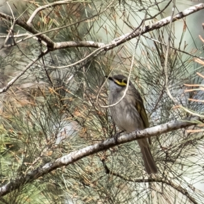 Caligavis chrysops (Yellow-faced Honeyeater) at Long Point Lookout (Morton National Park) - 9 Sep 2023 by Aussiegall