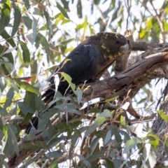 Calyptorhynchus lathami (Glossy Black-Cockatoo) at Tallong, NSW - 9 Sep 2023 by Aussiegall
