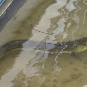 Anguilla reinhardtii at Lake Barrine, QLD - 11 Aug 2023 01:19 PM