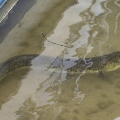 Unidentified Eels at Lake Barrine, QLD - 11 Aug 2023 by AlisonMilton