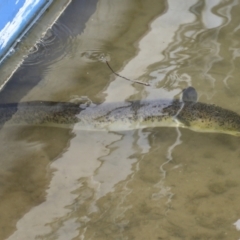 Anguilla reinhardtii at Lake Barrine, QLD - 11 Aug 2023 01:19 PM