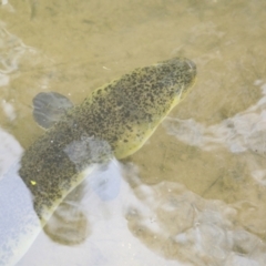 Anguilla reinhardtii at Lake Barrine, QLD - 11 Aug 2023 01:19 PM