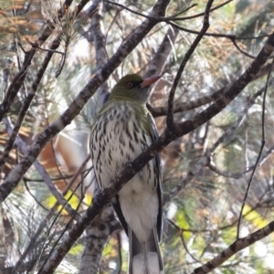 Oriolus sagittatus at Tallong, NSW - 9 Sep 2023