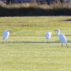 Bubulcus coromandus (Eastern Cattle Egret) at Majura, ACT - 10 Sep 2023 by RodDeb