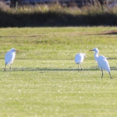 Bubulcus coromandus (Eastern Cattle Egret) at Majura, ACT - 10 Sep 2023 by RodDeb