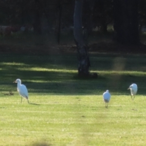 Bubulcus coromandus at Majura, ACT - 10 Sep 2023