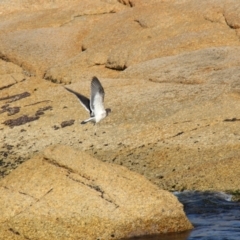 Larus pacificus (Pacific Gull) at Bicheno, TAS - 17 Apr 2018 by JimL