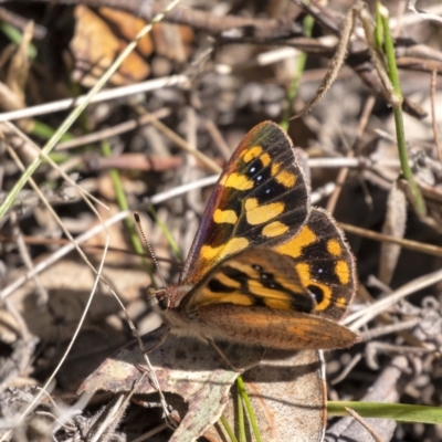 Argynnina cyrila (Forest brown, Cyril's brown) at Tallong, NSW - 9 Sep 2023 by Aussiegall