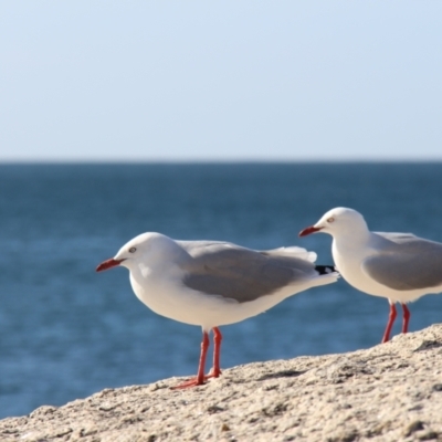 Chroicocephalus novaehollandiae (Silver Gull) at Bicheno, TAS - 17 Apr 2018 by JimL