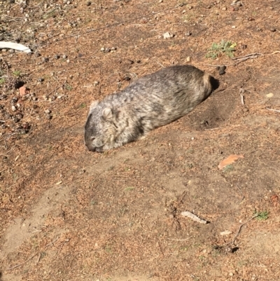Vombatus ursinus (Bare-nosed Wombat) at Maria Island, TAS - 18 Apr 2018 by JimL