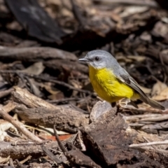 Eopsaltria australis (Eastern Yellow Robin) at Tallong, NSW - 9 Sep 2023 by Aussiegall