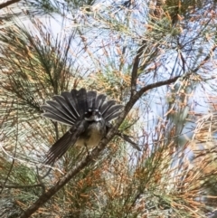 Rhipidura albiscapa (Grey Fantail) at Tallong, NSW - 9 Sep 2023 by Aussiegall