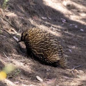 Tachyglossus aculeatus at Tallong, NSW - 9 Sep 2023