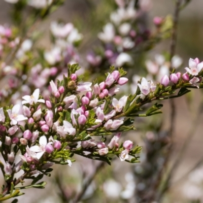Boronia anemonifolia subsp. anemonifolia - 1 Jan 1900 by Aussiegall