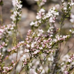 Boronia anemonifolia subsp. anemonifolia at Tallong, NSW - 9 Sep 2023