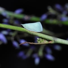 Siphanta acuta at Mount Cotton, QLD - 24 Aug 2023 12:29 PM
