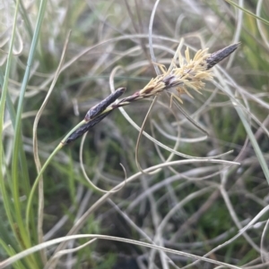 Carex bichenoviana at Lake George, NSW - 10 Sep 2023