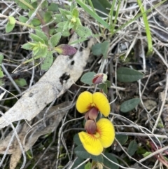 Bossiaea prostrata (Creeping Bossiaea) at Lerida, NSW - 10 Sep 2023 by JaneR