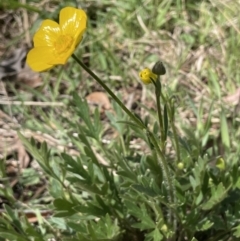 Ranunculus lappaceus at Lerida, NSW - 10 Sep 2023