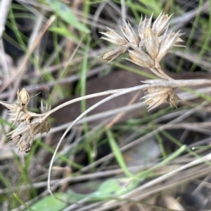 Juncus homalocaulis at Lerida, NSW - 10 Sep 2023 02:03 PM