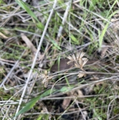 Juncus homalocaulis at Lerida, NSW - 10 Sep 2023 02:03 PM